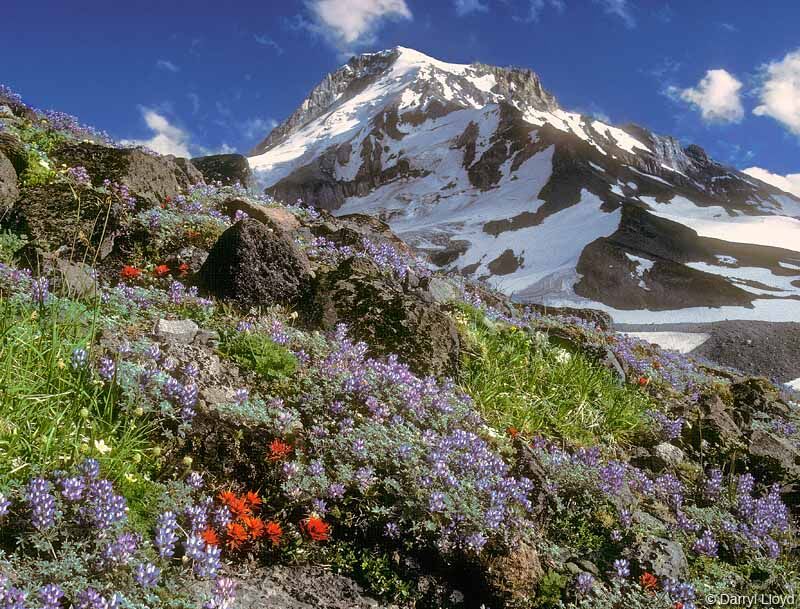 The Mt. Hood Land Trade is Thrive's longest running project. When complete, the trade will preserve the wild north side of Mt. Hood for the American public and direct development instead to the resort community of Government Camp. The trade will give Wilderness designation to thousands of pristine backcountry acres around the historic Tilly Jane trail and protect the source of Hood River's drinking water.